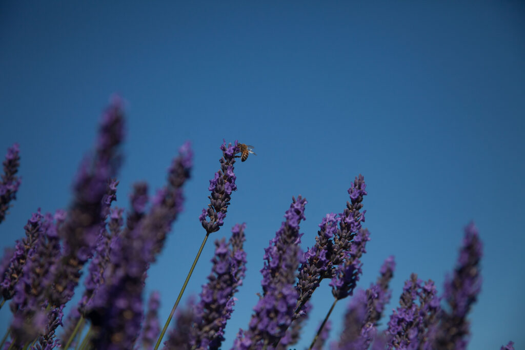 lavenderbee1